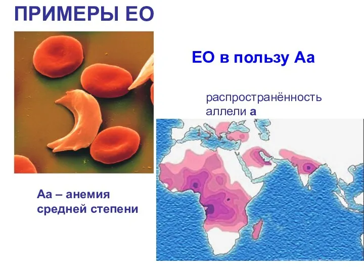 ПРИМЕРЫ ЕО Аа – анемия средней степени ЕО в пользу Аа распространённость аллели а