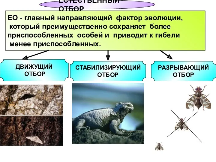 ЕСТЕСТВЕННЫЙ ОТБОР ЕО - главный направляющий фактор эволюции, который преимущественно