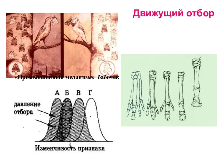 Движущий отбор «Промышленный меланизм» бабочек