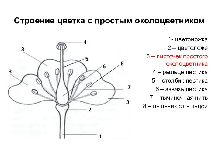 Строение цветка с простым околоцветником 1- цветоножка 2 – цветоложе