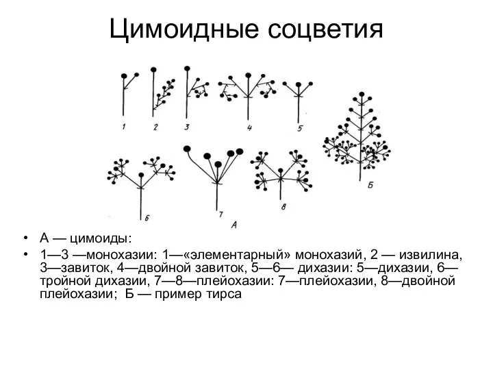 Цимоидные соцветия А — цимоиды: 1—3 —монохазии: 1—«элементарный» монохазий, 2