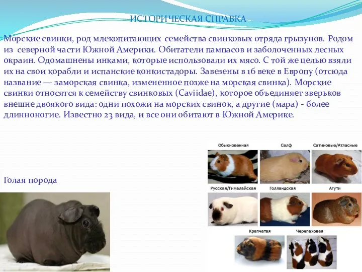 ИСТОРИЧЕСКАЯ СПРАВКА Морские свинки, род млекопитающих из северной части Южной Америки. Обитатели пампасов