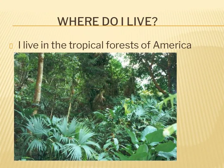 WHERE DO I LIVE? I live in the tropical forests of America