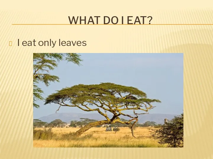 WHAT DO I EAT? I eat only leaves