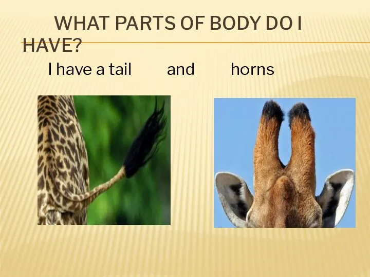 WHAT PARTS OF BODY DO I HAVE? I have a tail and horns