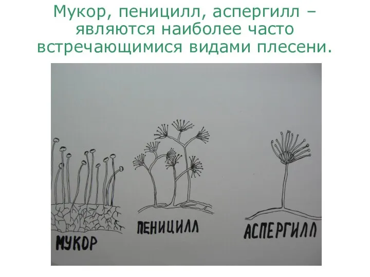 Мукор, пеницилл, аспергилл – являются наиболее часто встречающимися видами плесени.