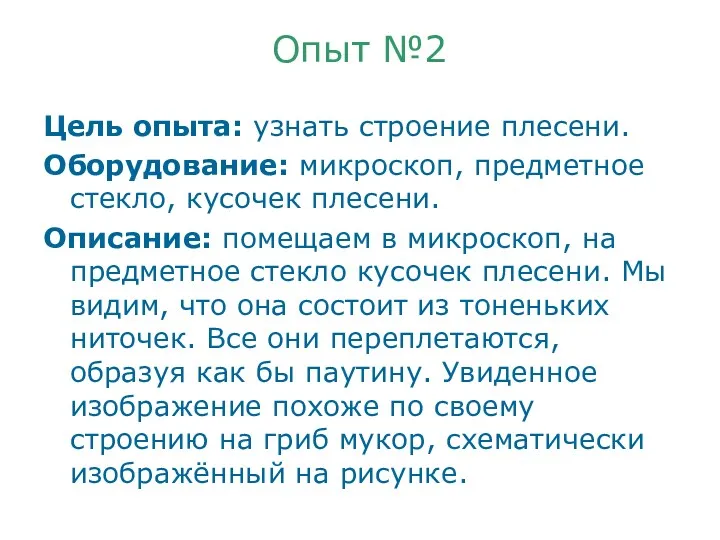 Опыт №2 Цель опыта: узнать строение плесени. Оборудование: микроскоп, предметное