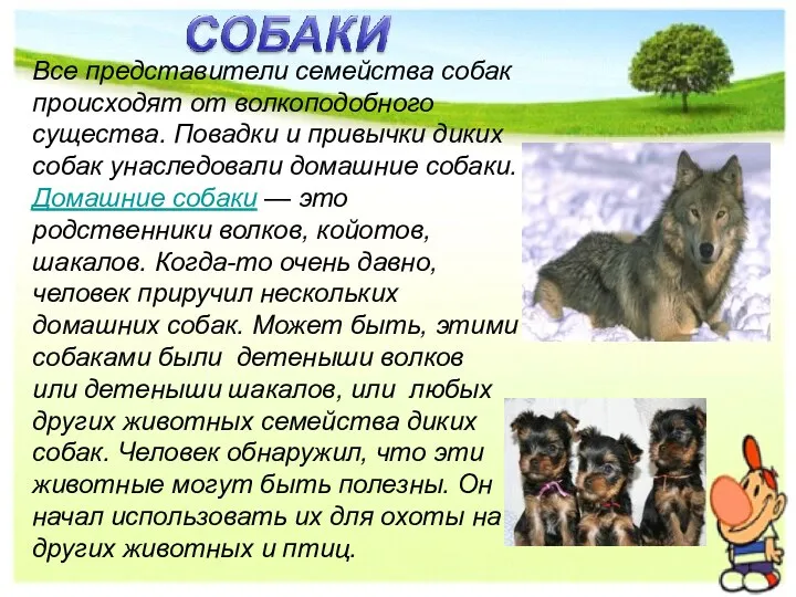 Все представители семейства собак происходят от волкоподобного существа. Повадки и