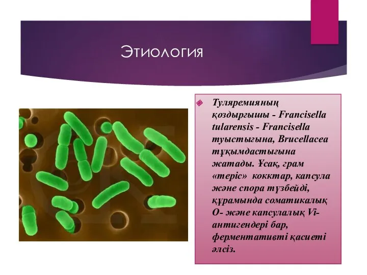 Этиология Туляремияның қоздырғышы - Francisella tularensis - Francisella туыстығына, Brucellacea