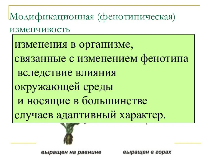 Модификационная (фенотипическая) изменчивость изменения в организме, связанные с изменением фенотипа