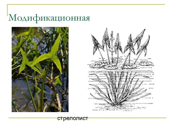 Модификационная стрелолист