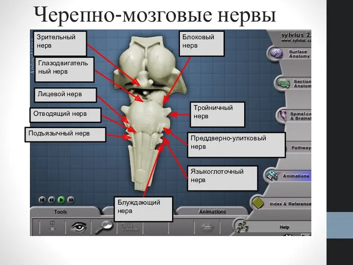 Зрительный нерв Лицевой нерв Глазодвигательный нерв Блоковый нерв Отводящий нерв