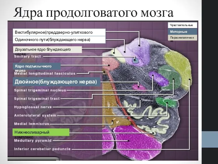 Ядра продолговатого мозга Вестибулярное(преддверно-улиткового нерва) Одиночного пути(блуждающего нерва) Чувствительные Моторные