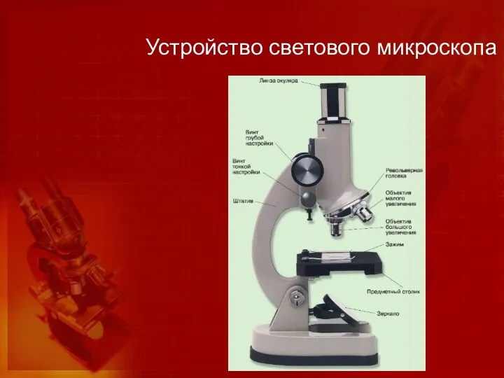 Устройство светового микроскопа