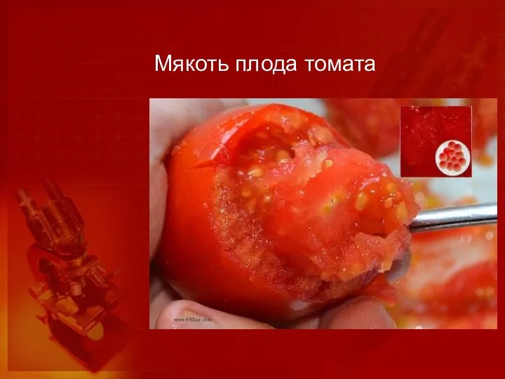 Мякоть плода томата