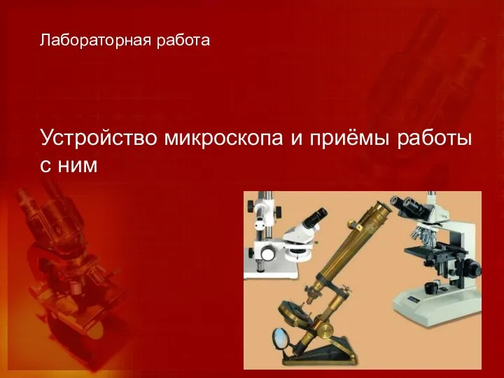 Устройство микроскопа и приёмы работы с ним Лабораторная работа