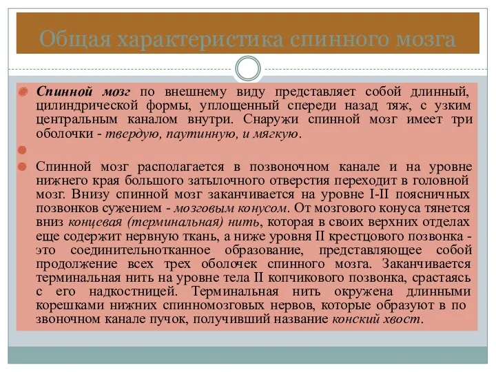 Общая характеристика спинного мозга Спинной мозг по внешнему виду представляет