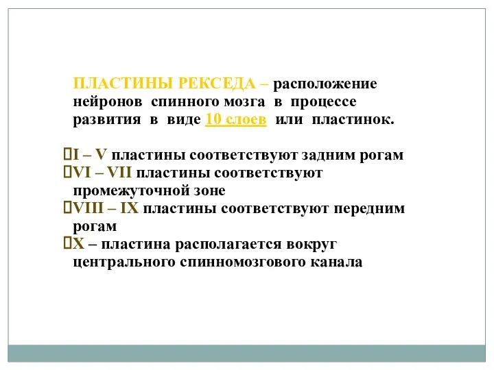 ПЛАСТИНЫ РЕКСЕДА – расположение нейронов спинного мозга в процессе развития