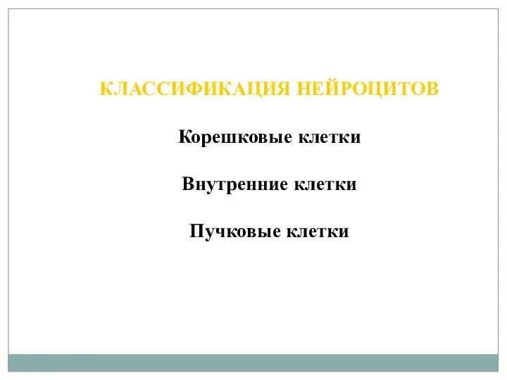 КЛАССИФИКАЦИЯ НЕЙРОЦИТОВ Корешковые клетки Внутренние клетки Пучковые клетки