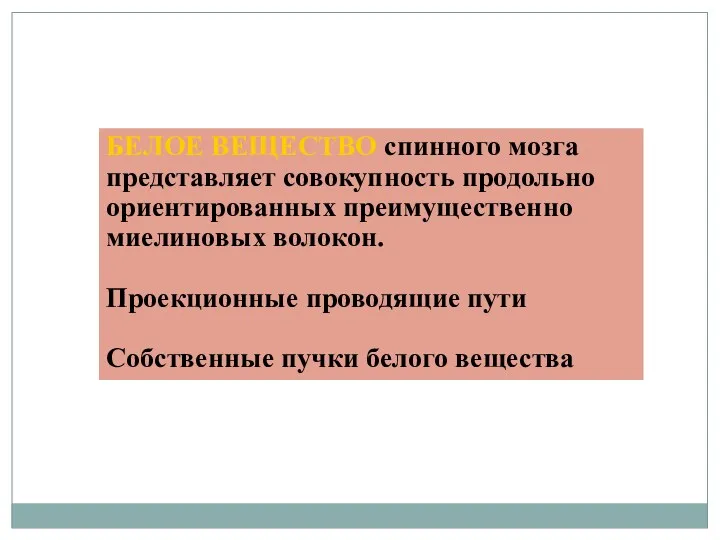 БЕЛОЕ ВЕЩЕСТВО спинного мозга представляет совокупность продольно ориентированных преимущественно миелиновых