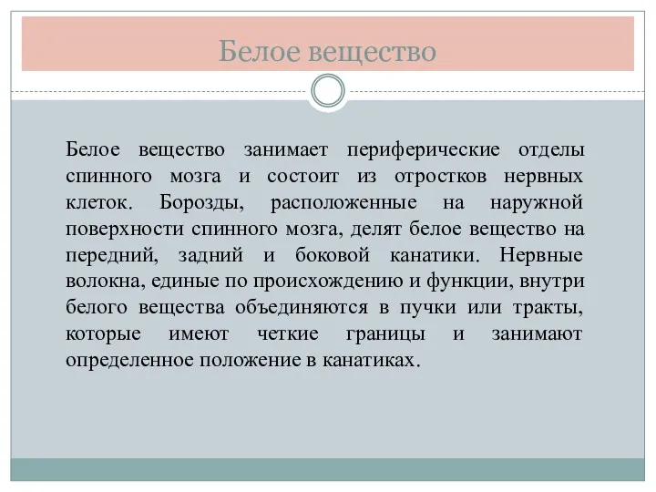 Белое вещество Белое вещество занимает периферические отделы cпинного мозга и