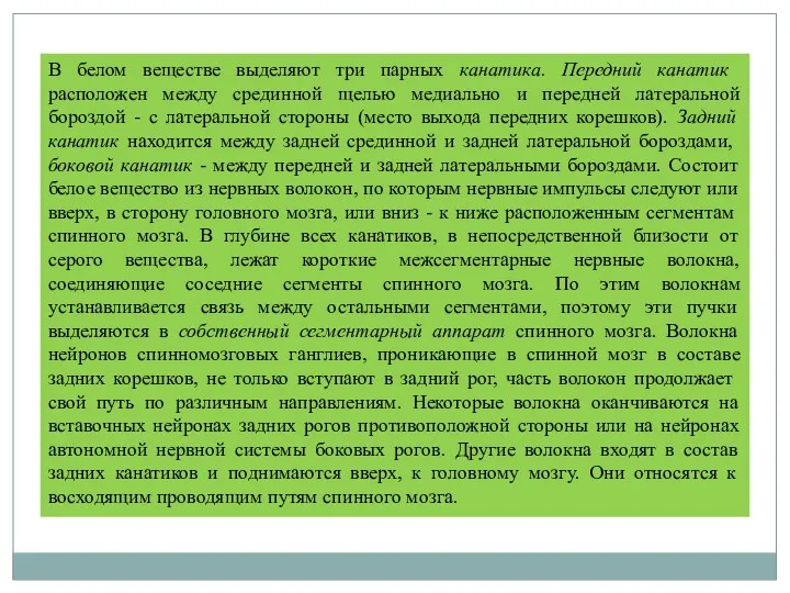 В белом веществе выде­ляют три парных канатика. Передний канатик расположен