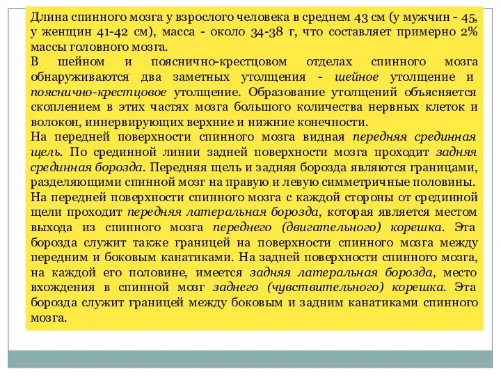 Длина спинного мозга у взрослого человека в среднем 43 см