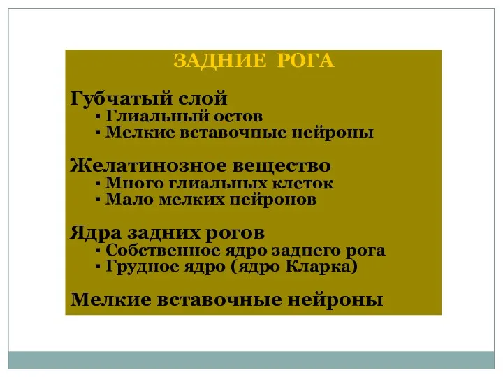 ЗАДНИЕ РОГА Губчатый слой ▪ Глиальный остов ▪ Мелкие вставочные