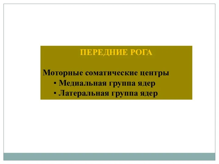 ПЕРЕДНИЕ РОГА Моторные соматические центры ▪ Медиальная группа ядер ▪ Латеральная группа ядер