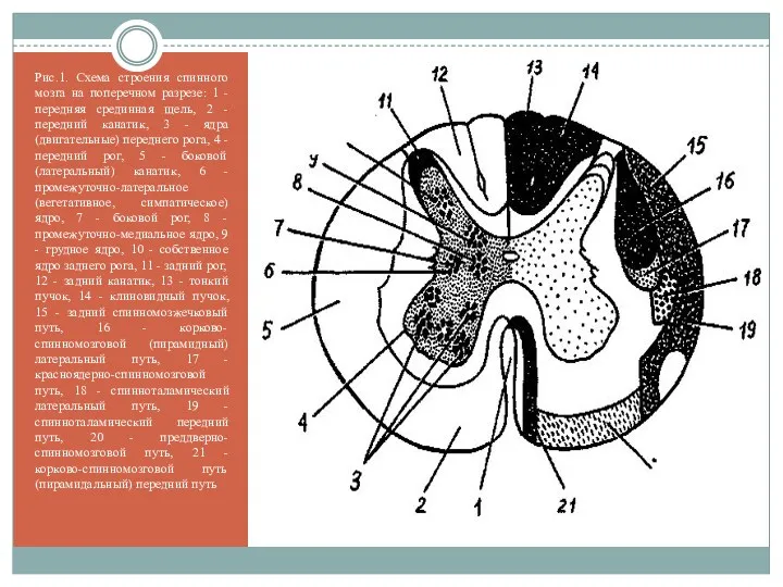Рис.1. Схема строения спинного мозга на поперечном разрезе: 1 -