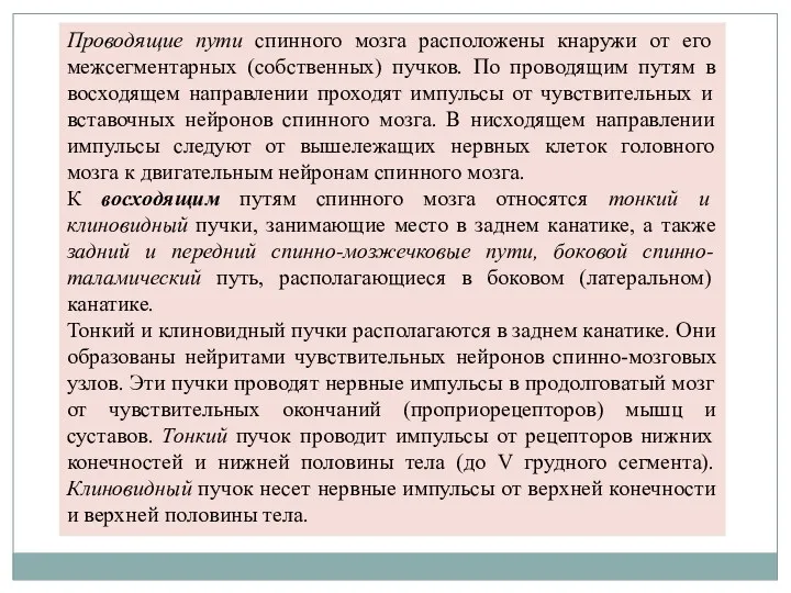 Проводящие пути спинного мозга расположены кнаружи от его межсегментарных (собственных)