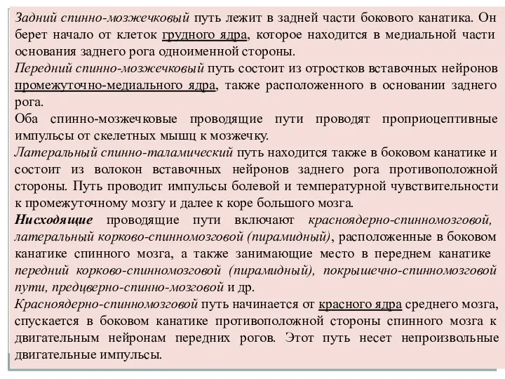 Задний спинно-мозжечковый путь лежит в задней части бокового канатика. Он