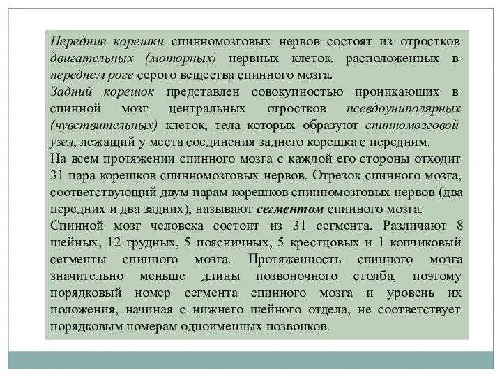 Передние корешки спинномозговых нервов состоят из отростков двигательных (моторных) нервных