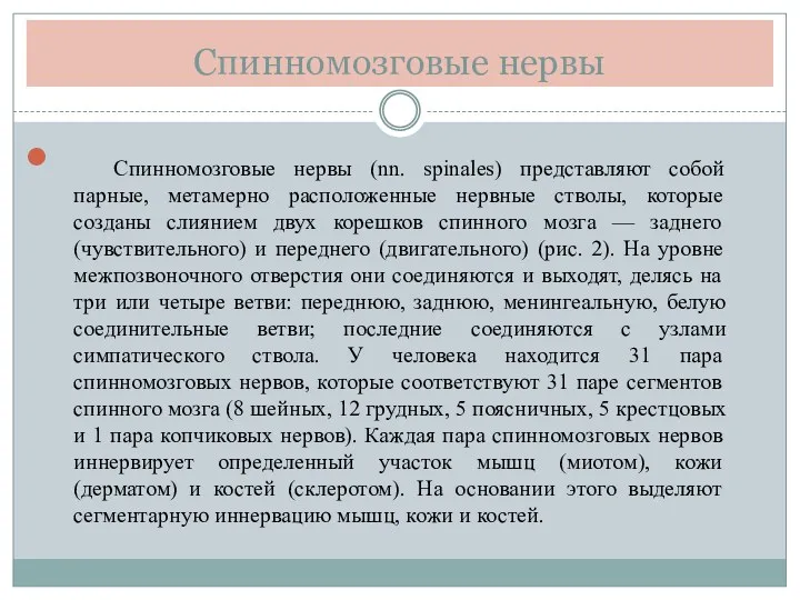 Спинномозговые нервы Спинномозговые нервы (nn. spinales) представляют собой парные, метамерно