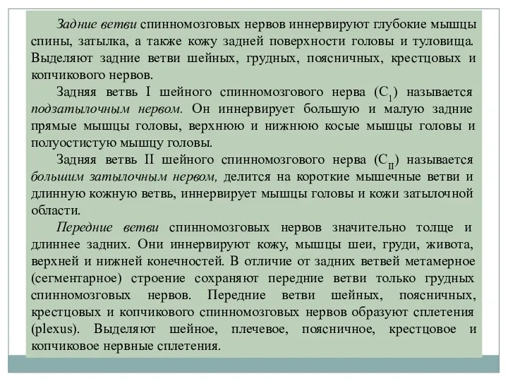 Задние ветви спинномозговых нервов иннервируют глубокие мышцы спины, затылка, а