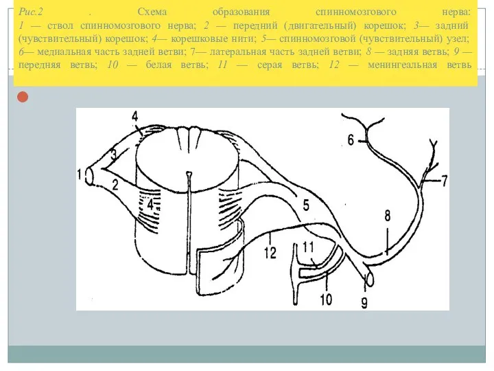 Рис.2 . Схема образования спинномозгового нерва: 1 — ствол спинномозгового