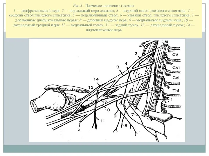 Рис.3 . Плечевое сплетение (схема): 1 — диафрагмальный нерв; 2