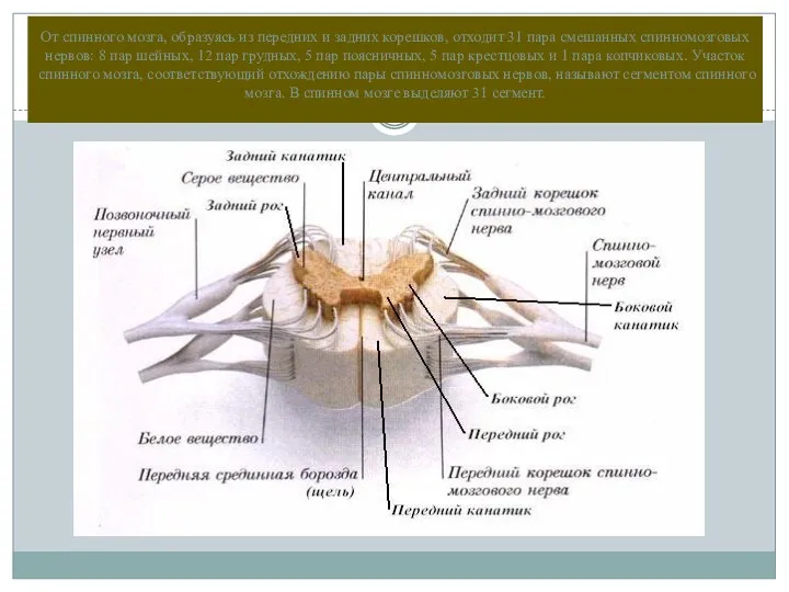 От спинного мозга, образуясь из передних и задних корешков, отходит