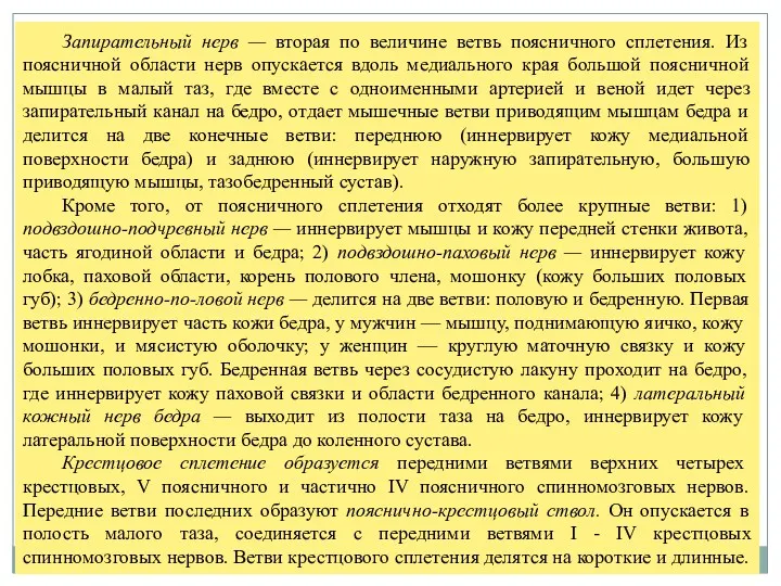 Запирательный нерв — вторая по величине ветвь поясничного сплетения. Из