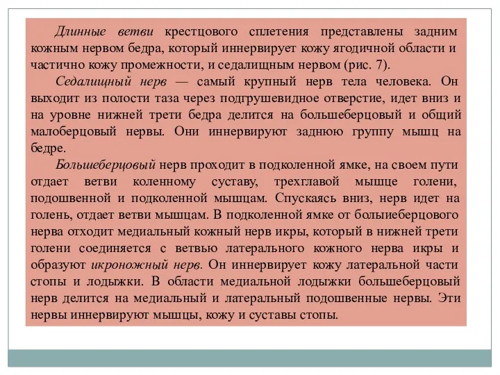 Длинные ветви крестцового сплетения представлены задним кожным нервом бедра, который