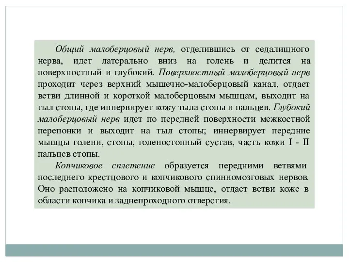 Общий малоберцовый нерв, отделившись от седалищного нерва, идет латерально вниз