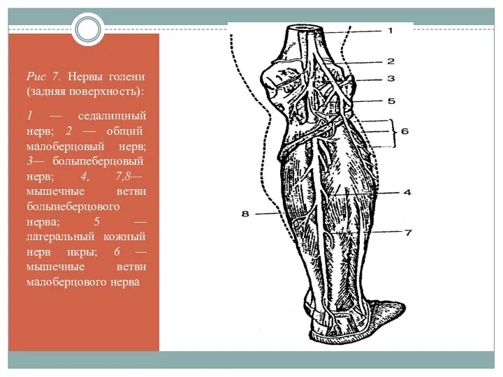 Рис 7. Нервы голени (задняя поверхность): 1 — седалищный нерв;