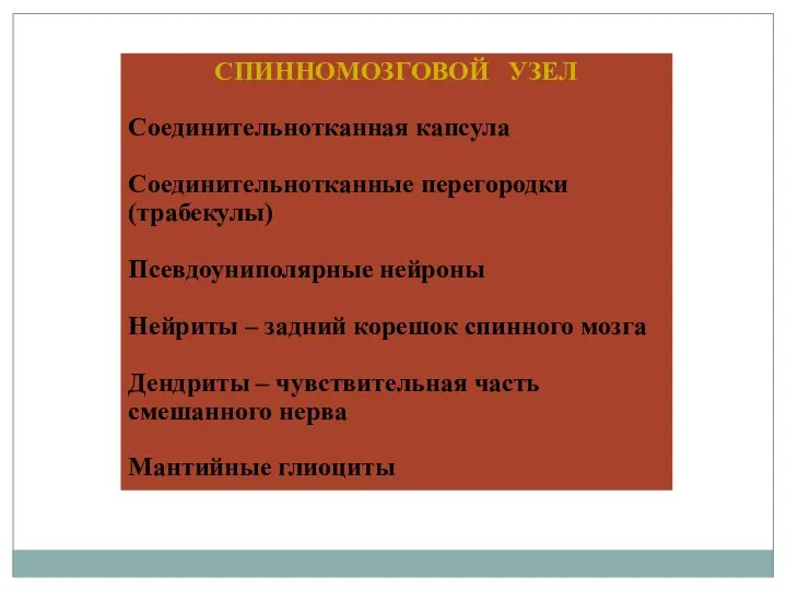 СПИННОМОЗГОВОЙ УЗЕЛ Соединительнотканная капсула Соединительнотканные перегородки (трабекулы) Псевдоуниполярные нейроны Нейриты