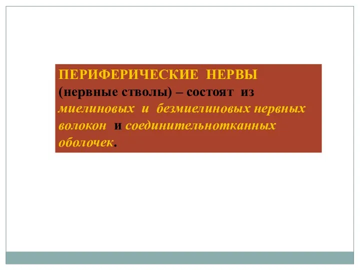 ПЕРИФЕРИЧЕСКИЕ НЕРВЫ (нервные стволы) – состоят из миелиновых и безмиелиновых нервных волокон и соединительнотканных оболочек.