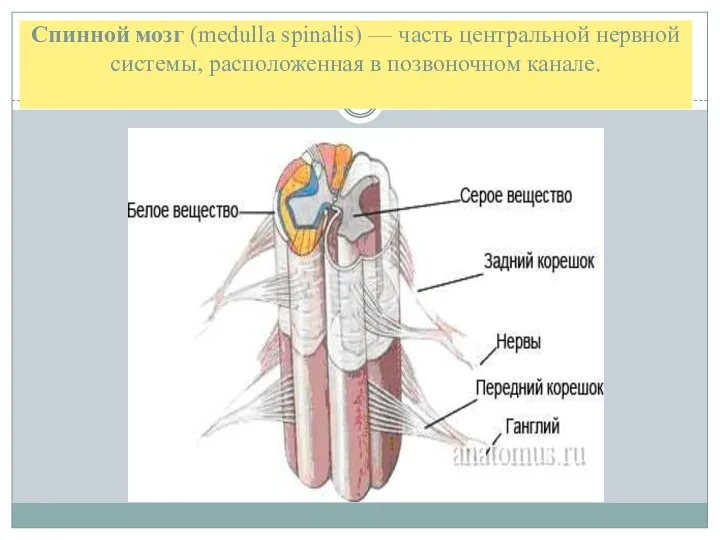 Спинной мозг (medulla spinalis) — часть центральной нервной системы, расположенная в позвоночном канале.