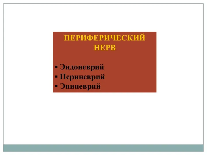 ПЕРИФЕРИЧЕСКИЙ НЕРВ ▪ Эндоневрий ▪ Периневрий ▪ Эпиневрий