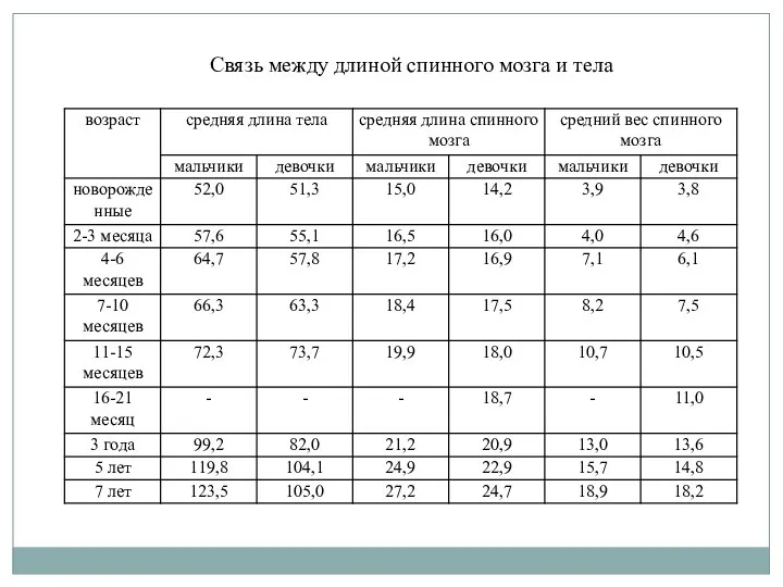 Связь между длиной спинного мозга и тела