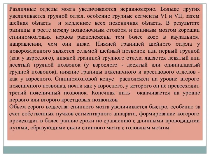 Различные отделы мозга увеличиваются неравномерно. Больше других увеличивается грудной отдел,