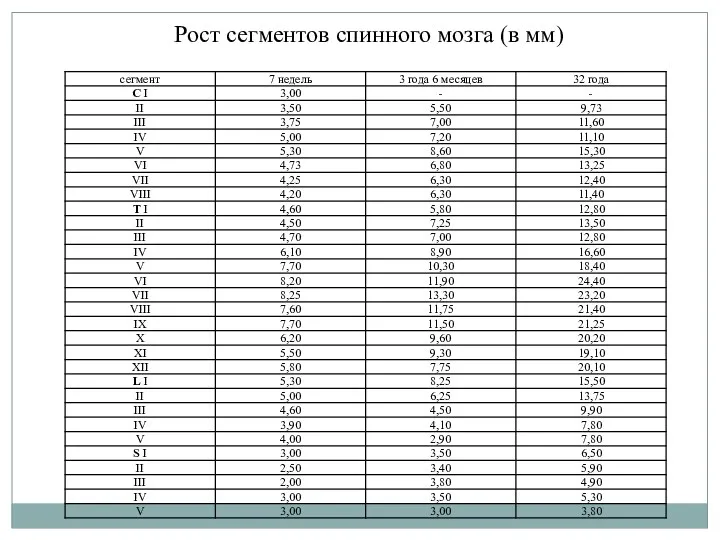 Рост сегментов спинного мозга (в мм)