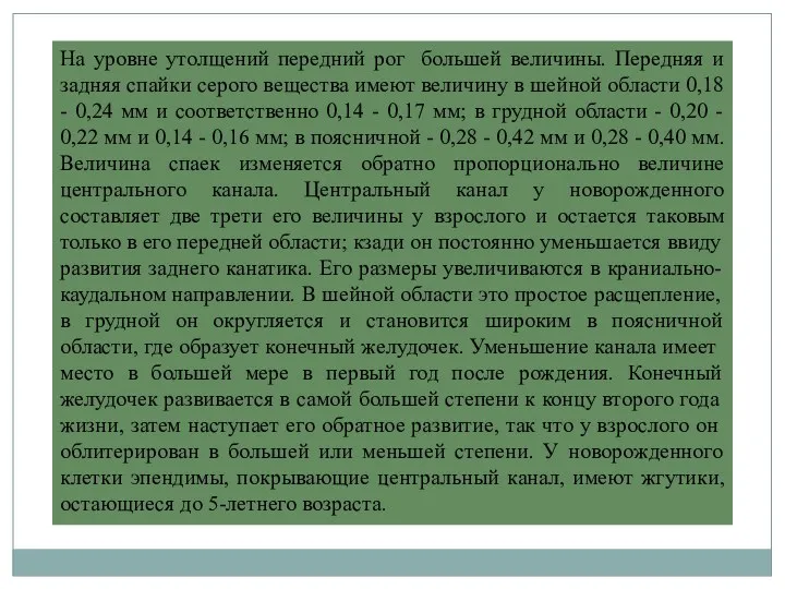 На уровне утолщений передний рог большей величины. Передняя и задняя